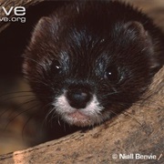 European Mink