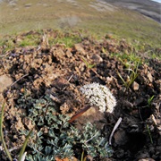 Canby's Biscuitroot (Lomatium Canbyi)