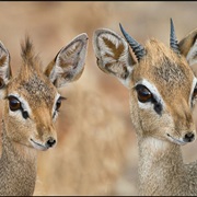 Dik Dik