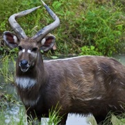 Sitatunga
