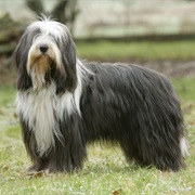 Bearded Collie