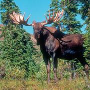 Moose