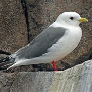 Red-Legged Kittiwake