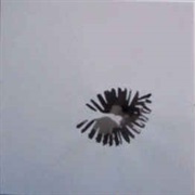 Christina Carter - A Blossom Fell