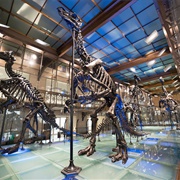 Museum of Natural Sciences