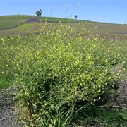 Shortpod Mustard (Hirschfeldia)