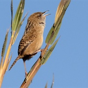 Apolinar's Wren