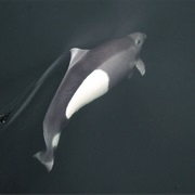 Dall's Porpoise