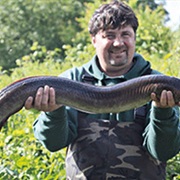 Gone Eeling - For BIG Eels!!