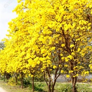 Tabebuia