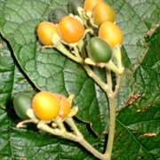 Dwarf Tamarillo (Solanum Abutiloides)