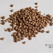 Coriander Seed