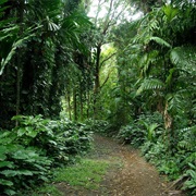Lyon Arboretum, Hawaii