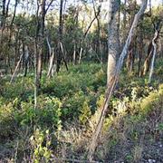 Yuwi Paree Toolkoon National Park (QLD)