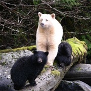 Great Bear Rainforest, BC