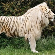 Tigon