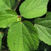 Acalypha Bipartita