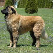 Estrela Mountain Dog