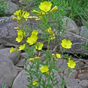 Narrowleaf Evening Primrose (Oenothera Fruticosa)