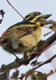 Blessings From the Heart (The Clever Factory, Inc.)