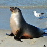 Sealion