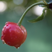 Try to Tie a Cherry Stem Knot With Your Tongue