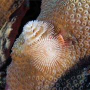 Diving in Bonaire, Lesser Antilles