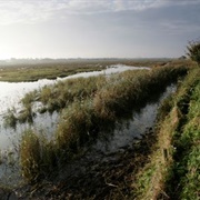 Marshside