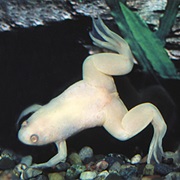 African Clawed Frog