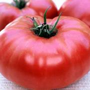 Brandywine, Pink (Sudduth Strain)