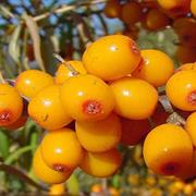 Sea Buckthorn