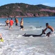 Help Rescue a Stranded Dolphin or Whale