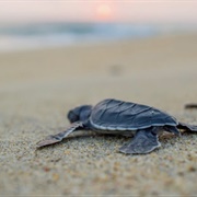 Release Baby Sea Turtles