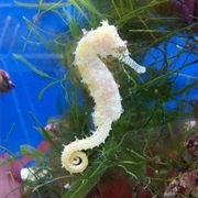 Seahorse