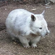 Wombat