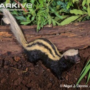 African Striped Weasel