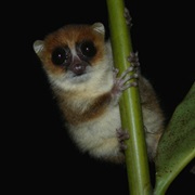 Nosy Be Mouse Lemur
