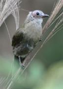 Bare-Faced Bulbul