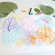 Leaf Rubbings