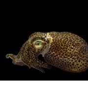 Bobtail Squid