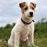 Russell Terrier