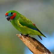 Double-Eyed Fig Parrot