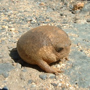 The Cape Rain Frog