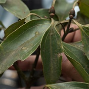 Indigenous Cinnamon (Cinnamomum Osmophloeum)
