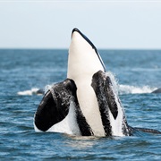 Orca Watching