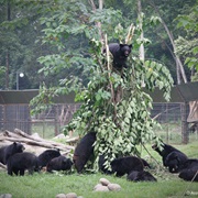 Chengdu Moonbear Rescue Center, China