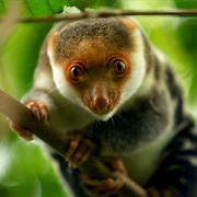 Cuscus