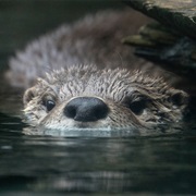 Been a River Otter Spotter
