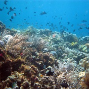 Coral Reefs of Wakatobi National Park, Indonesia