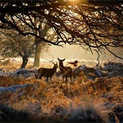 Richmond Park